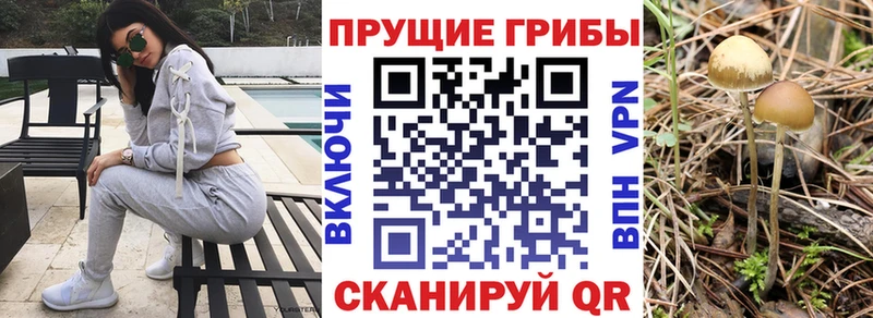 Галлюциногенные грибы Psilocybine cubensis  Карачев 